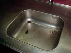 Donde se esconden las cucarachas. Guadalajara