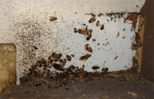  (donde se esconden las cucarachas?)