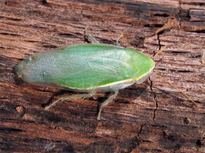 Fumigacion de cucarachas