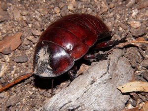 fumigacion de cucaracha rinoceronte