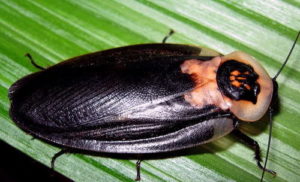 fumigacion de cucaraccha muerta