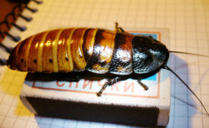 fumigacion de cucaracha de magadascar