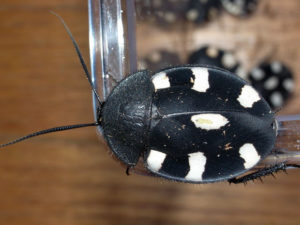 fumigacion de cucaracha ajedrez