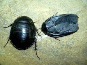fumigacion cucaracha negra asiatica