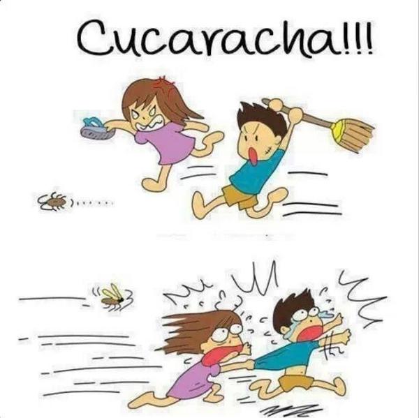 Como matar cucarachas en guadalajara